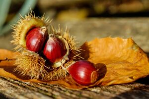 chestnut, sweet chestnut, chestnuts